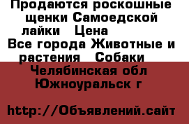 Продаются роскошные щенки Самоедской лайки › Цена ­ 40 000 - Все города Животные и растения » Собаки   . Челябинская обл.,Южноуральск г.